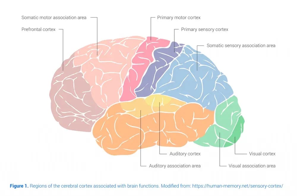 Brain Areas